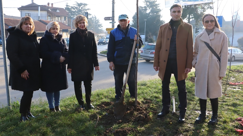 Дрворед ружичастих багремова у оквиру кампање ЗЕЛЕНА СРБИЈА